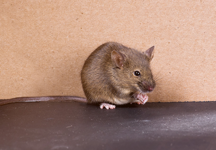 Exterminateur de souris au Québec pour lutter contre ses dommages