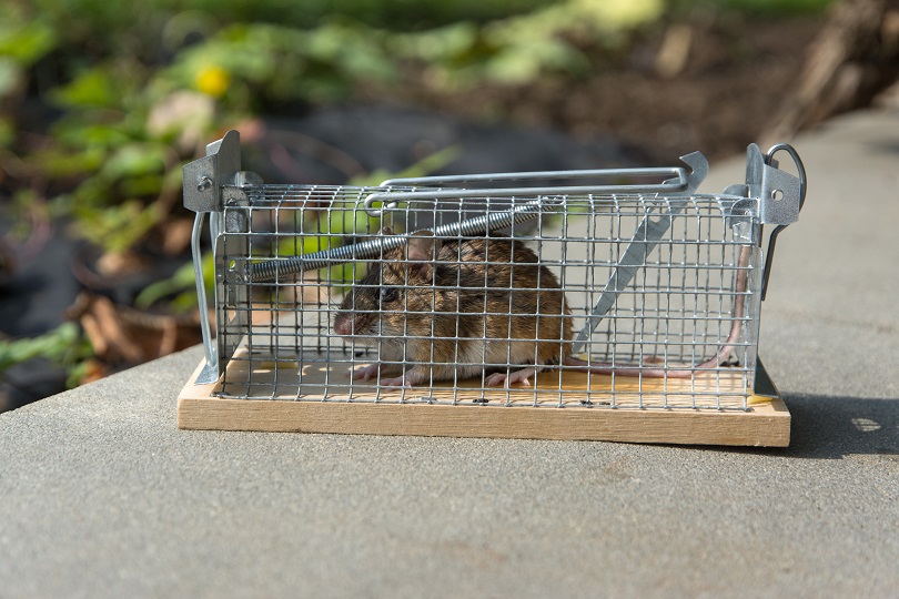Multi-Functional Piège à souris avec Fenêtre Réutilisable Souris Catcher appât cas cage box 