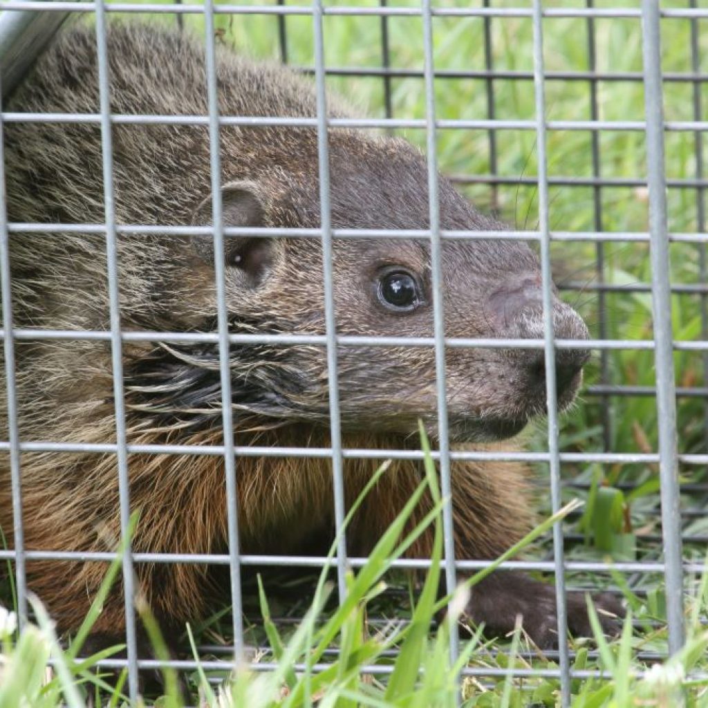 How to Catch a Groundhog in a Trap