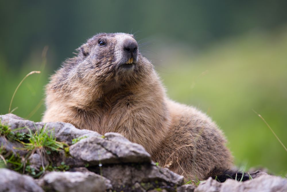 Les conséquences de la tétine et comment s'en séparer - La Marmotte et ses  Marmots