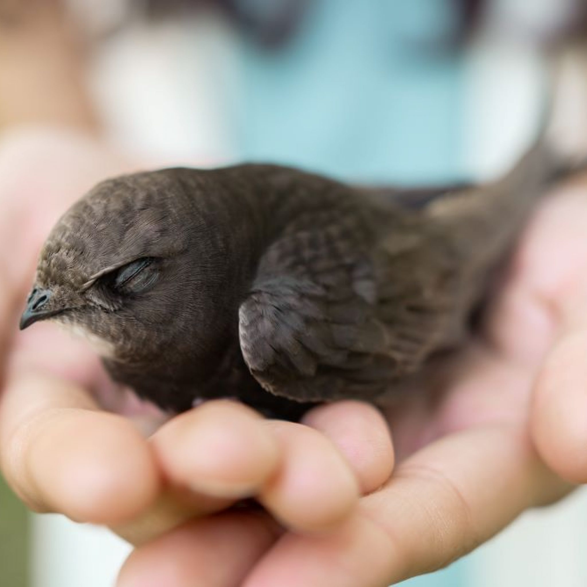 Comment faire sortir un oiseau de sa maison ? Astuces & Conseils