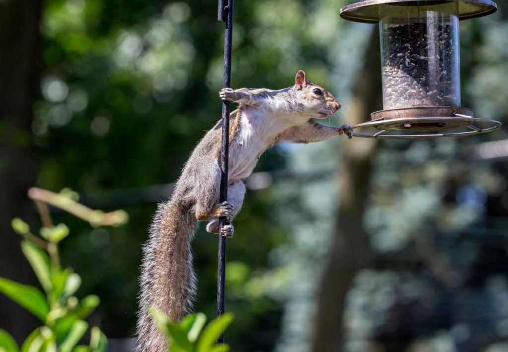 eloigner-nourriture-ecureuils