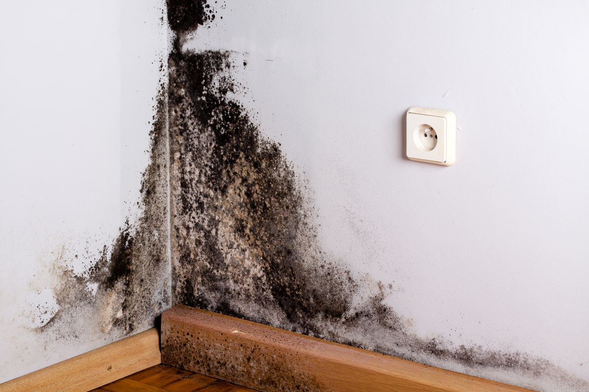 Moisissure sur un mur : la nettoyer et l'enlever