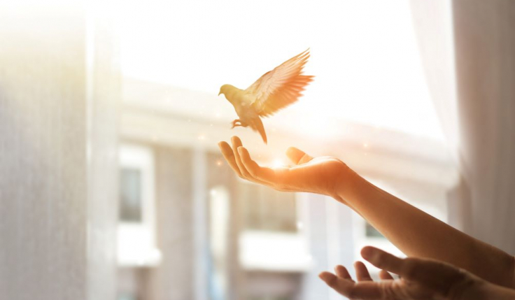 Comment faire sortir un oiseau de sa maison ? Astuces & Conseils