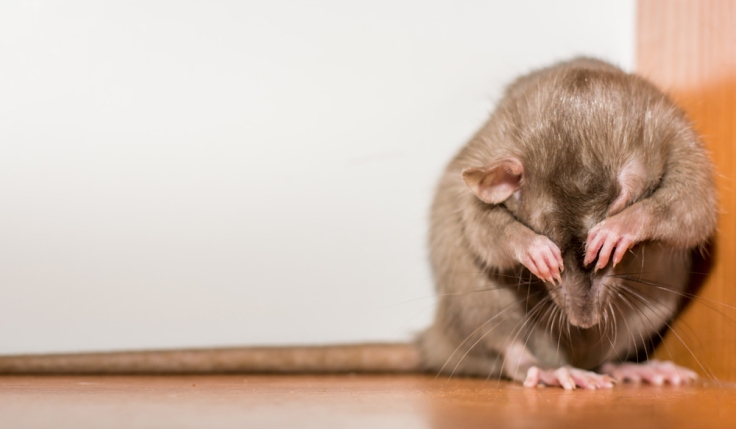 Efficacité Et Utilisation Des Ultrasons Contre Les Rongeurs - SOS RONGEURS