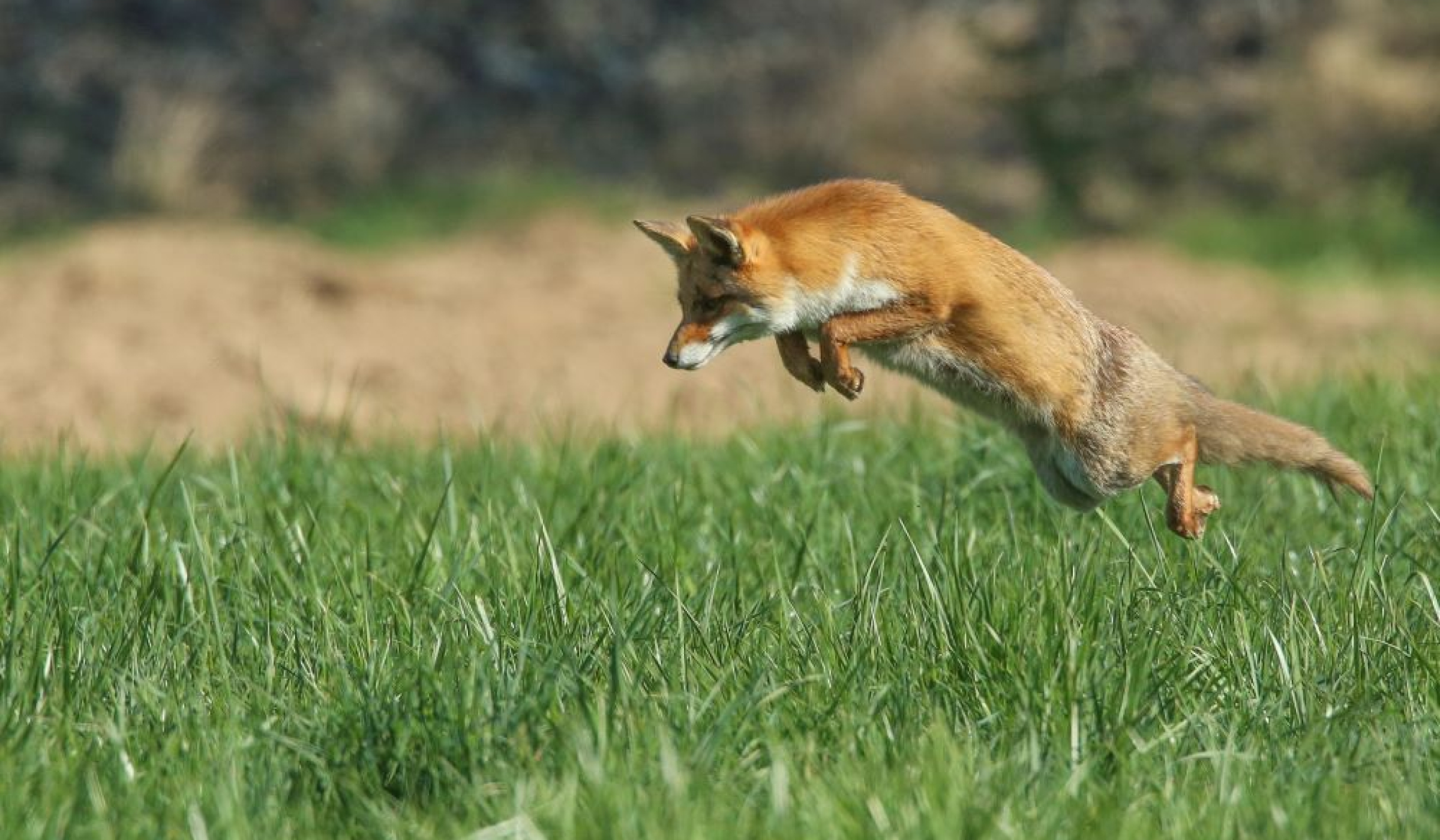 Comment se débarrasser d’un renard ? Que fautil savoir