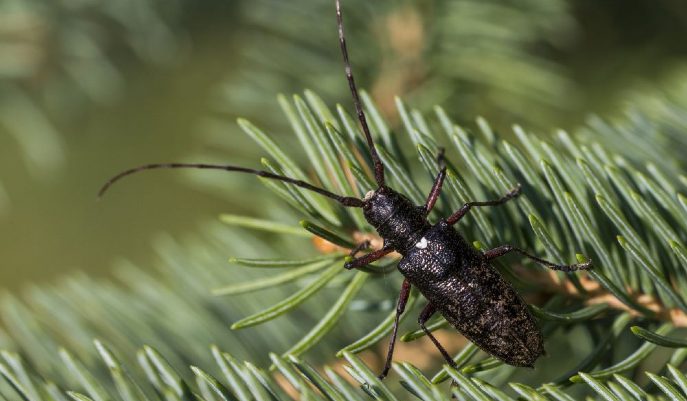 Sapin de Noël Naturel Estce que des Insectes Peuvent s'y Cacher?