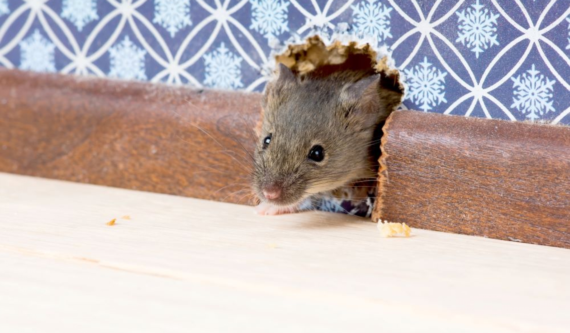 Procédure D’Extermination De Souris Pourquoi La Mettre En Place? — free download