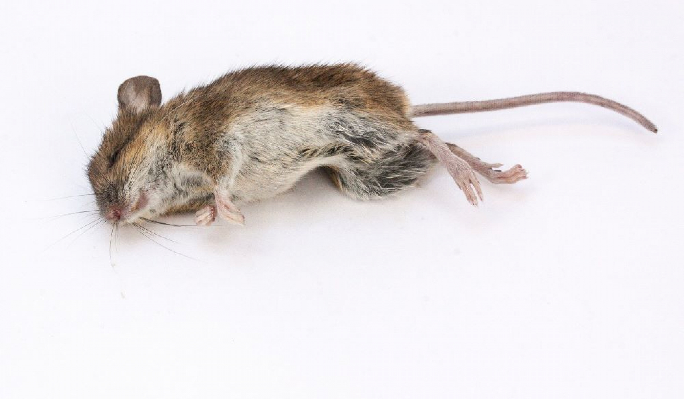 Comment enlever l’odeur de souris morte de votre maison ? Nos conseils — free download