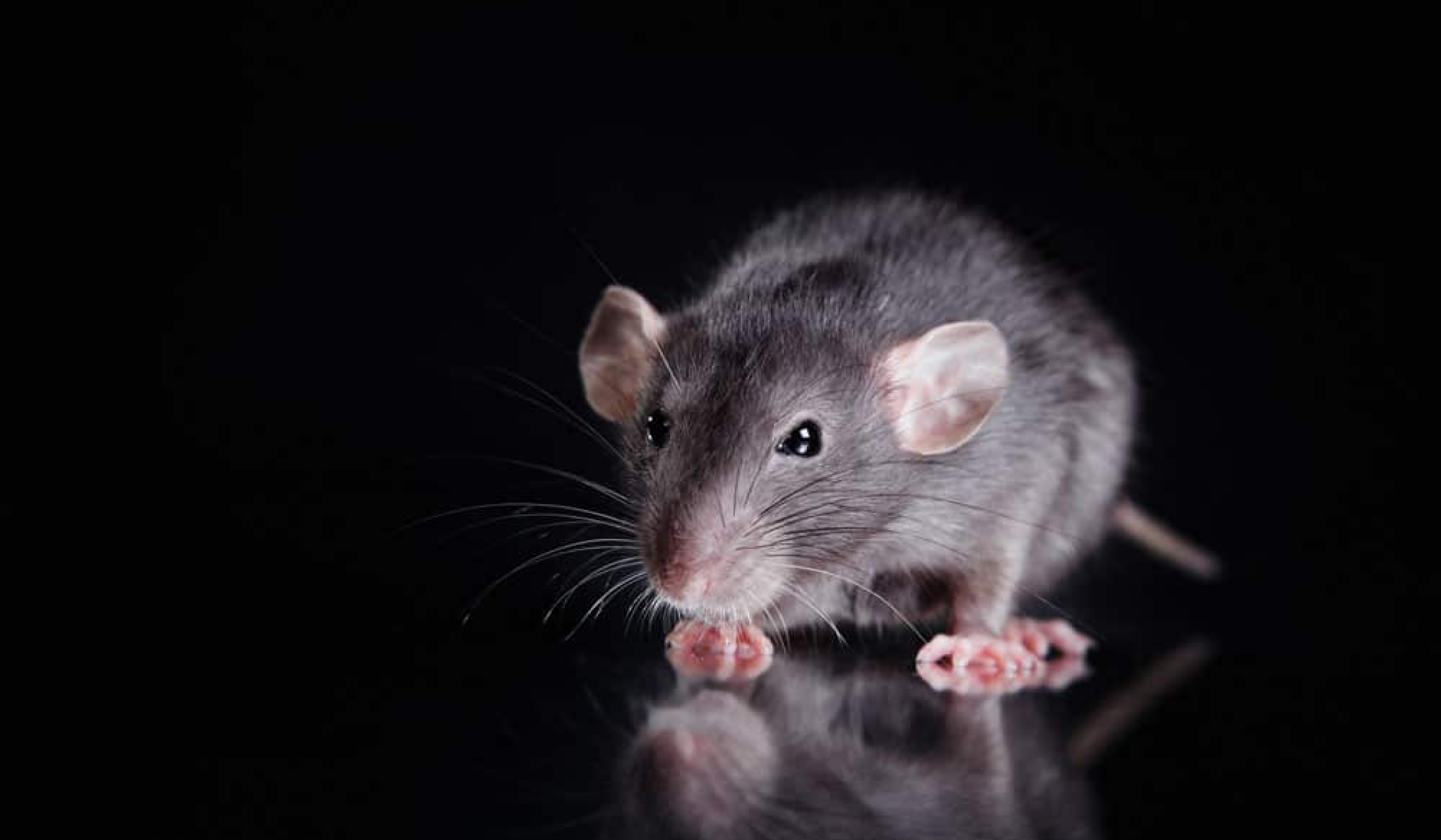Infestations de Rongeurs Au Québec: Solutions pour les Éviter